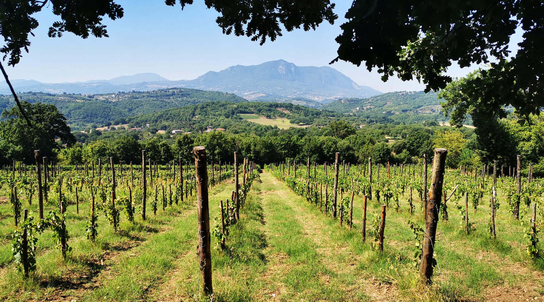 di-prisco-vigna (1)